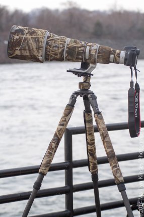 Bald Eagle Photo Shoot-24