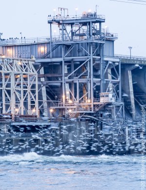 Bald Eagle Photo Shoot-4