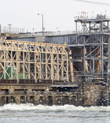 There were what seemed like hundreds of gulls, and if you look at the top of the building there are a bunch of vultures! Vultures were every where!