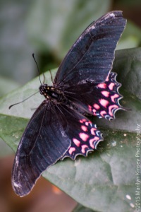 Butterflies-20