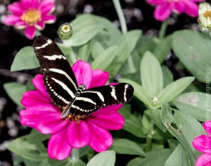 Butterflies-24