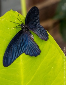 Butterflies-27