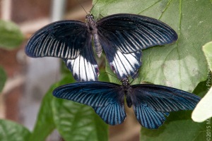 Butterflies-31