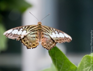Butterflies-33