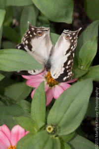 Butterflies-42