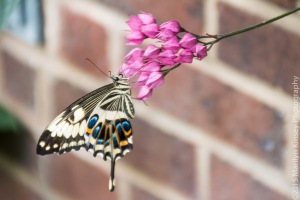Butterflies-51