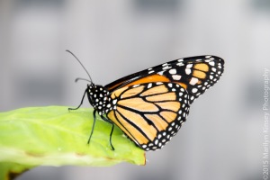 Butterflies-53