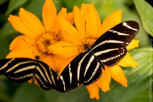 Butterflies-55